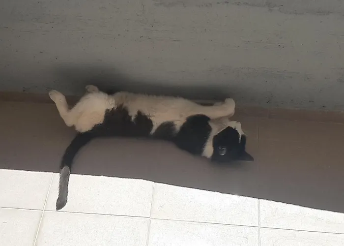 公寓 Maja Okrug Gornji 特罗吉尔